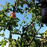 La Casa Di Linda 4* Мирано