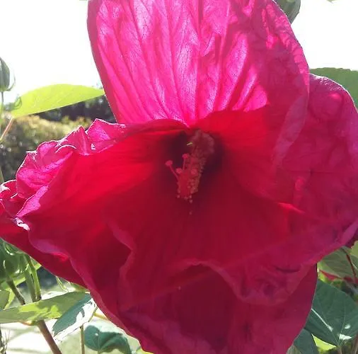 La Casa Di Linda Mirano